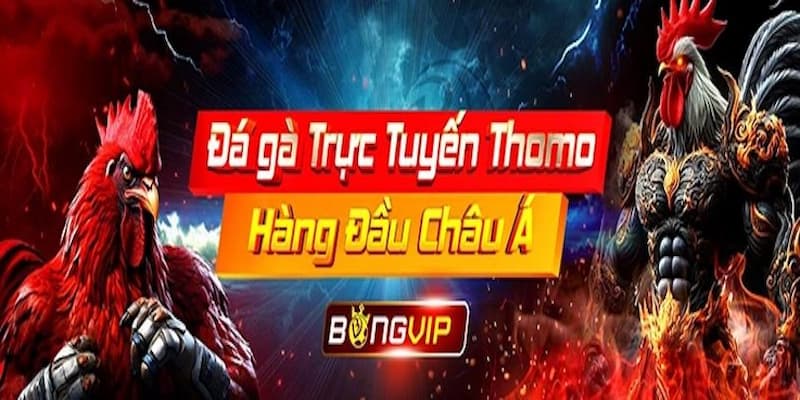 Bongvip - Trải nghiệm đa dạng kèo cược đá gà thomo uy tín