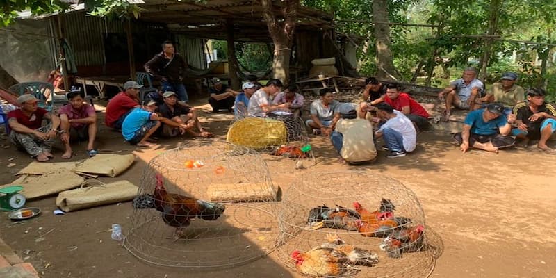 Trường Gà Bongvip